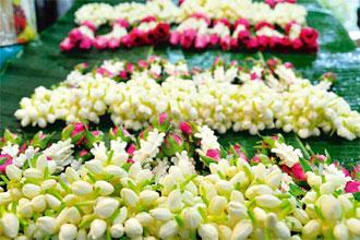 For the Love of&nbsp;Jasmine