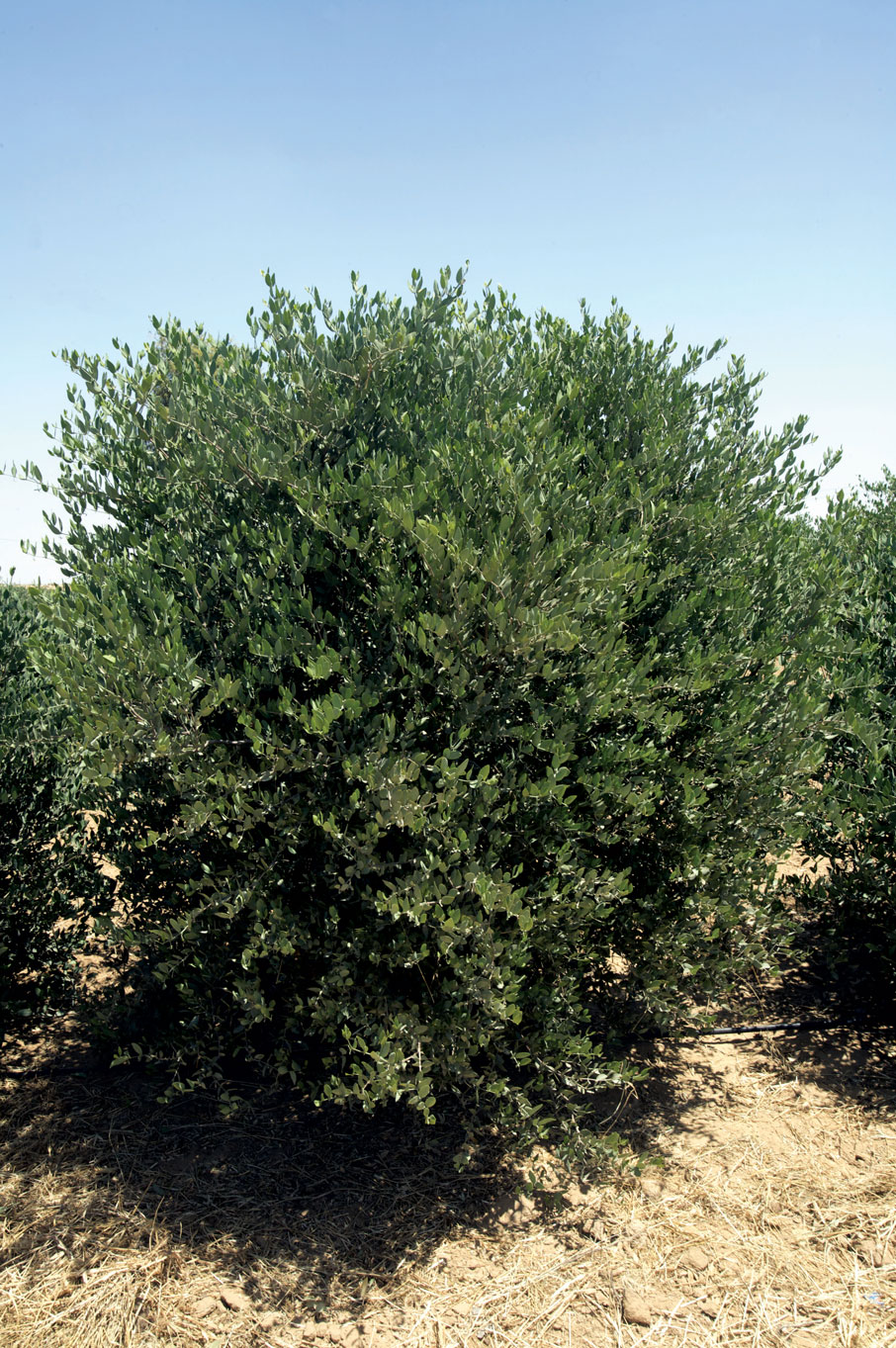 Jojoba-plant-at-the-Desert-Splendour-plantations-at-Kolayat-village,-Rajasthan
